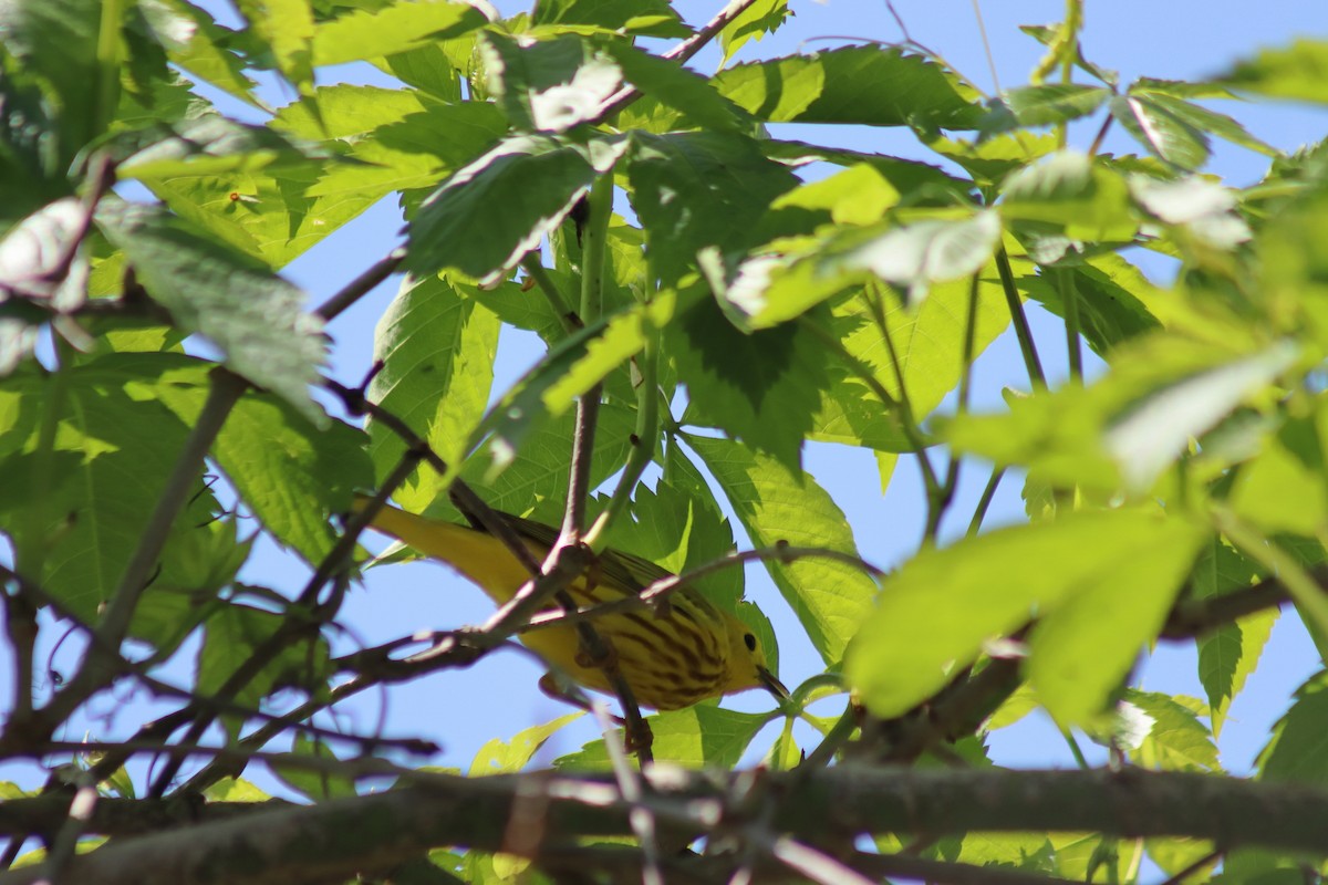 Northern Yellow Warbler - ML646849811