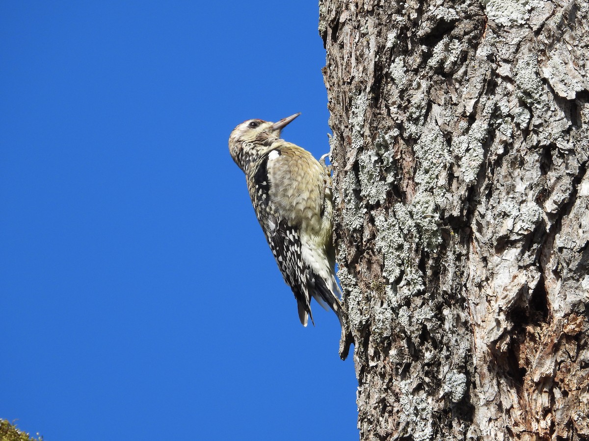Yellow-bellied Sapsucker - ML646849821