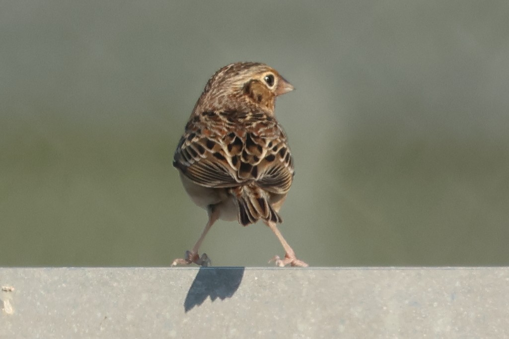 Grasshopper Sparrow - ML646849822