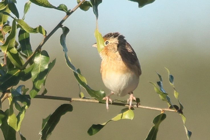 Grasshopper Sparrow - ML646849823