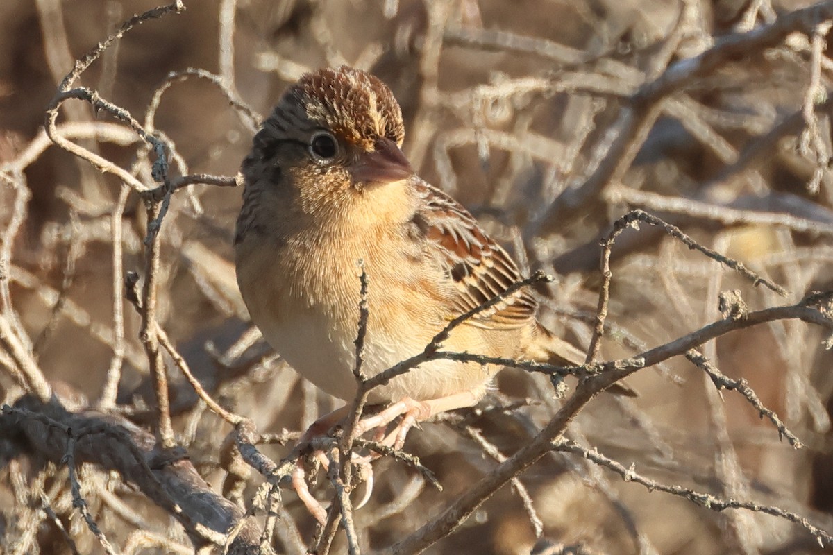 Grasshopper Sparrow - ML646849825