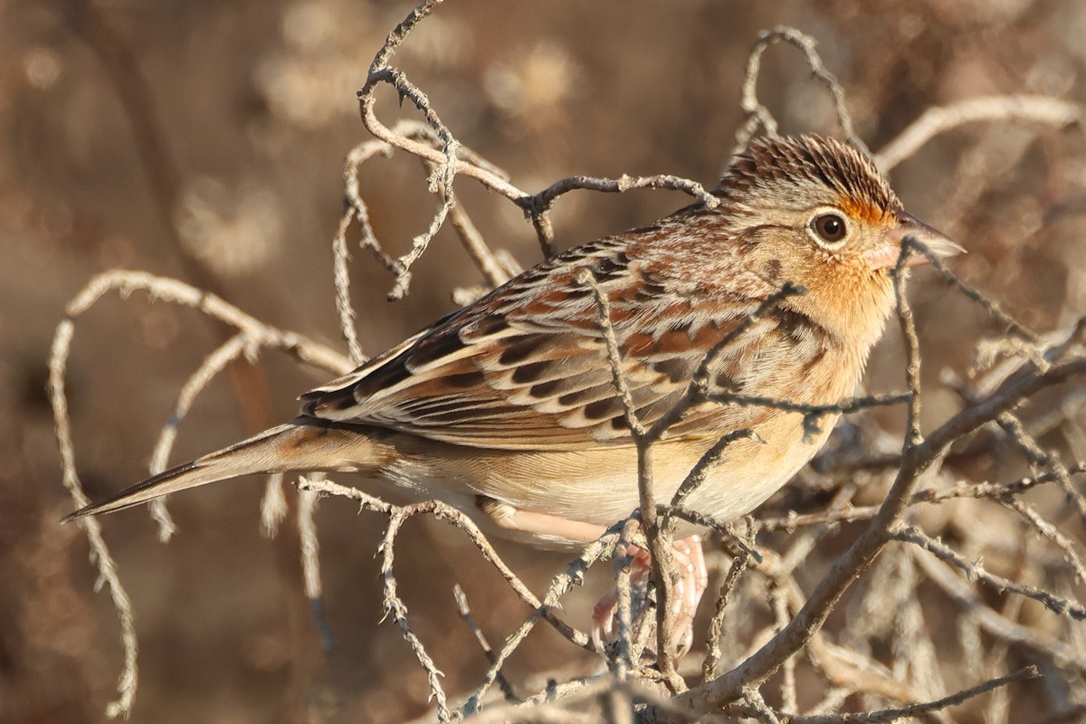 Grasshopper Sparrow - ML646849826