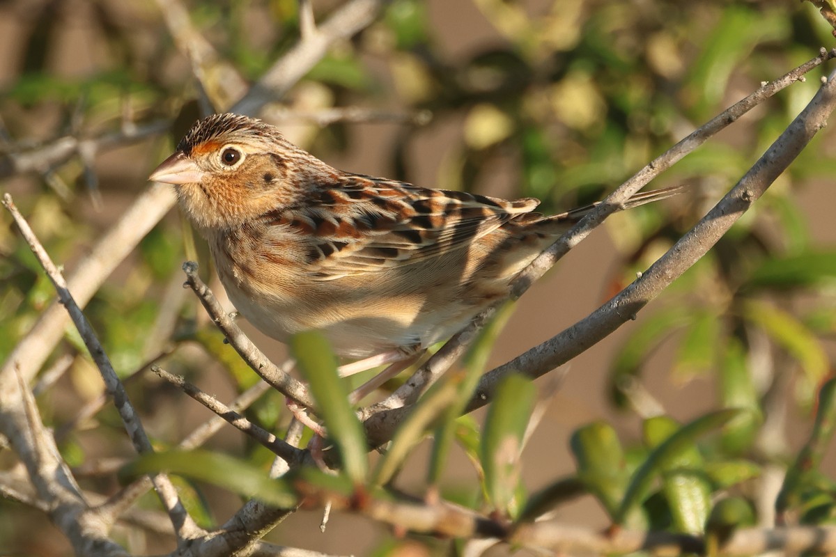 Grasshopper Sparrow - ML646849827