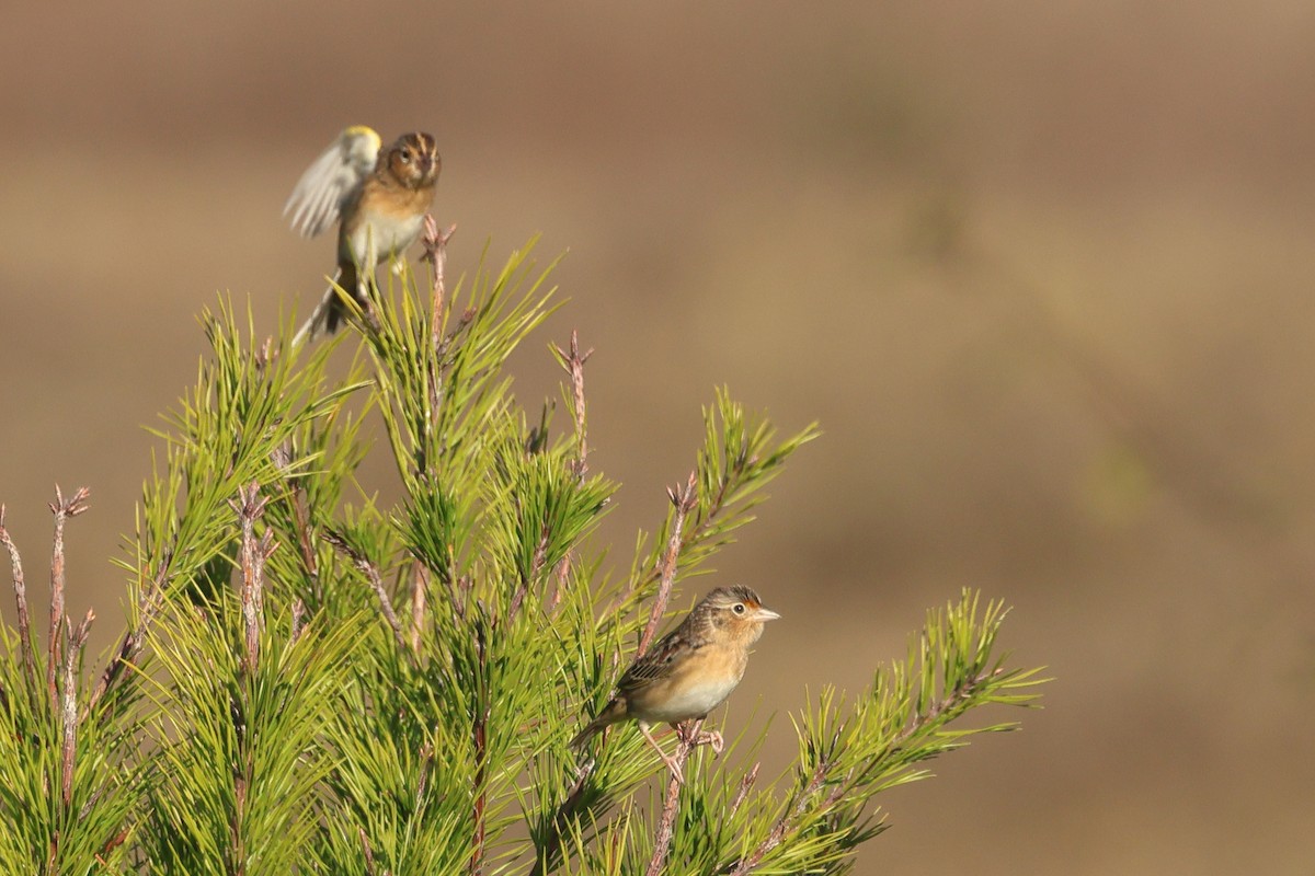 Grasshopper Sparrow - ML646849828
