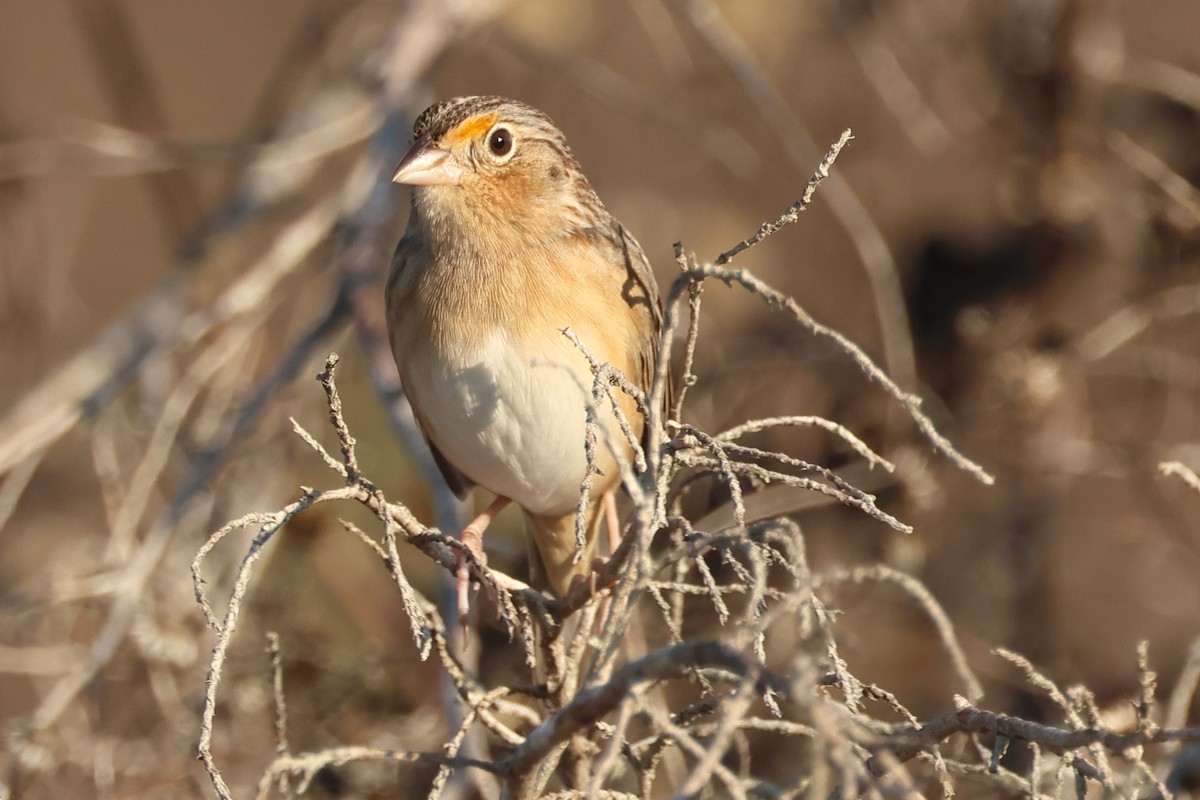 Grasshopper Sparrow - ML646849830