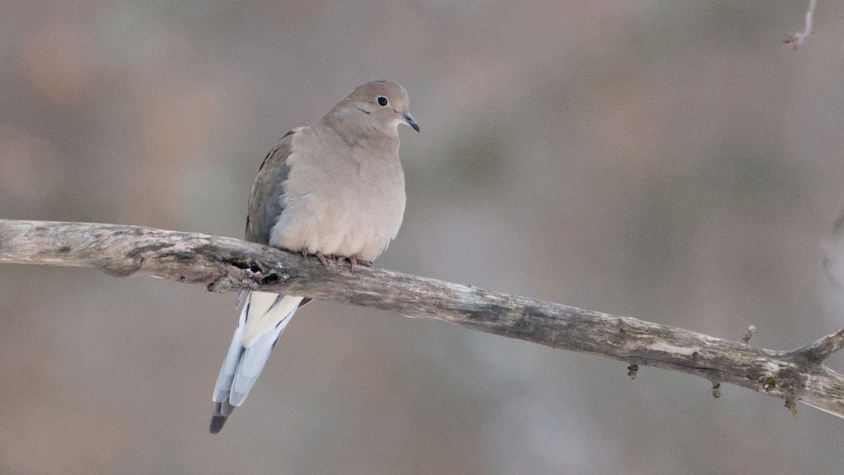 ナゲキバト - ML646849831