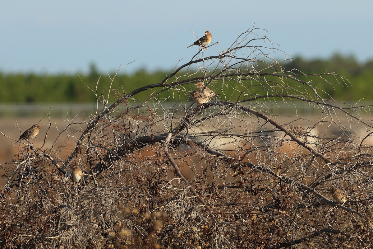 Grasshopper Sparrow - ML646849832
