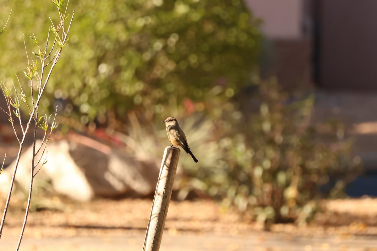 Say's Phoebe - ML646849833