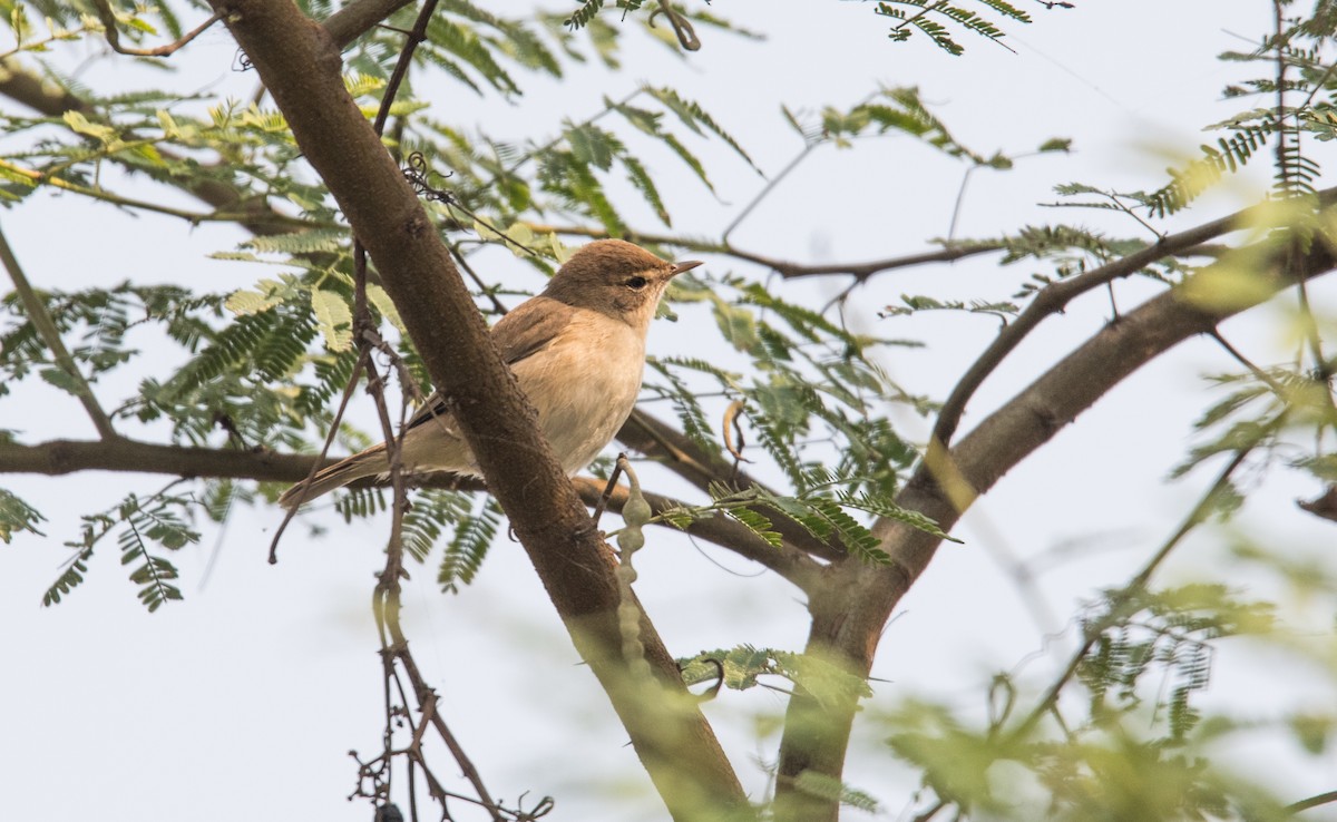 Booted Warbler - ML646849835