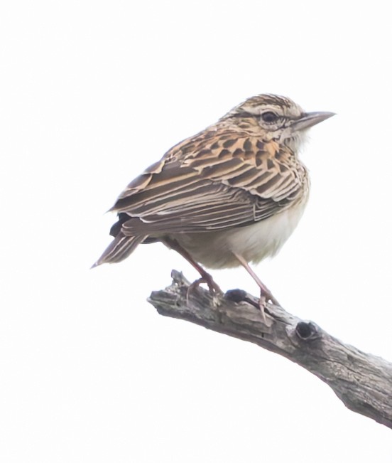 Sabota Lark - ML646849839