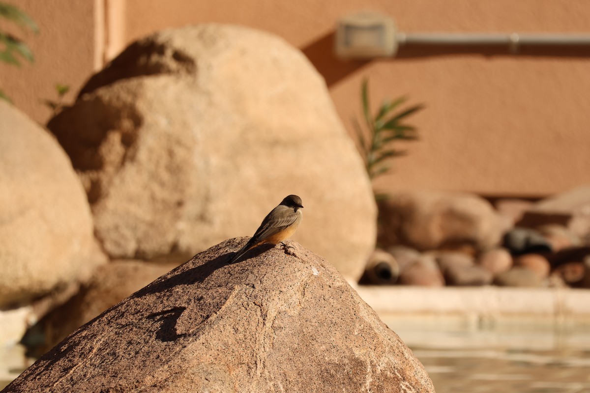 Say's Phoebe - ML646849840