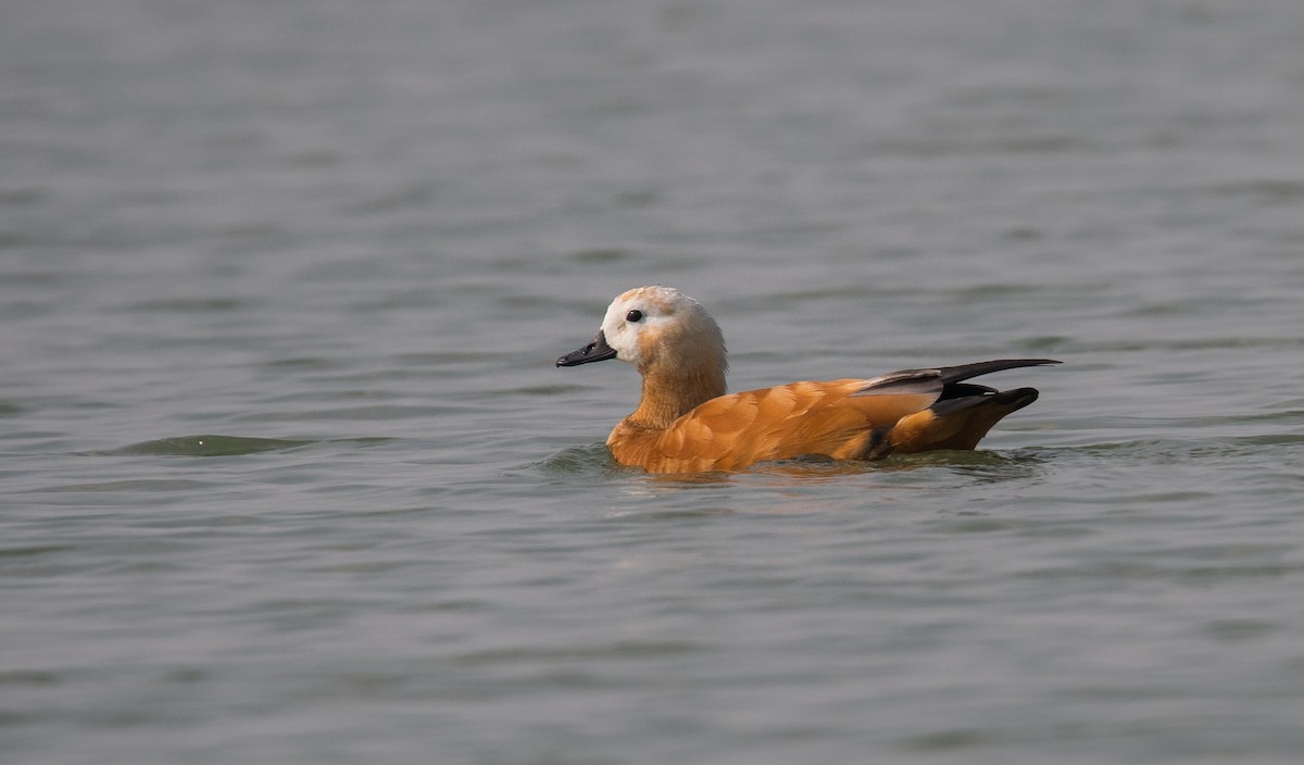 Ruddy Shelduck - ML646849841
