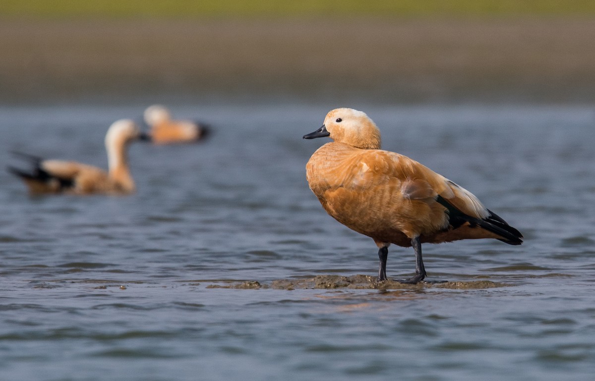 Ruddy Shelduck - ML646849842