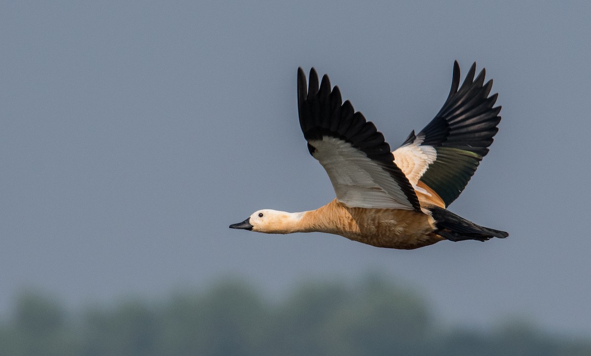 Ruddy Shelduck - ML646849843