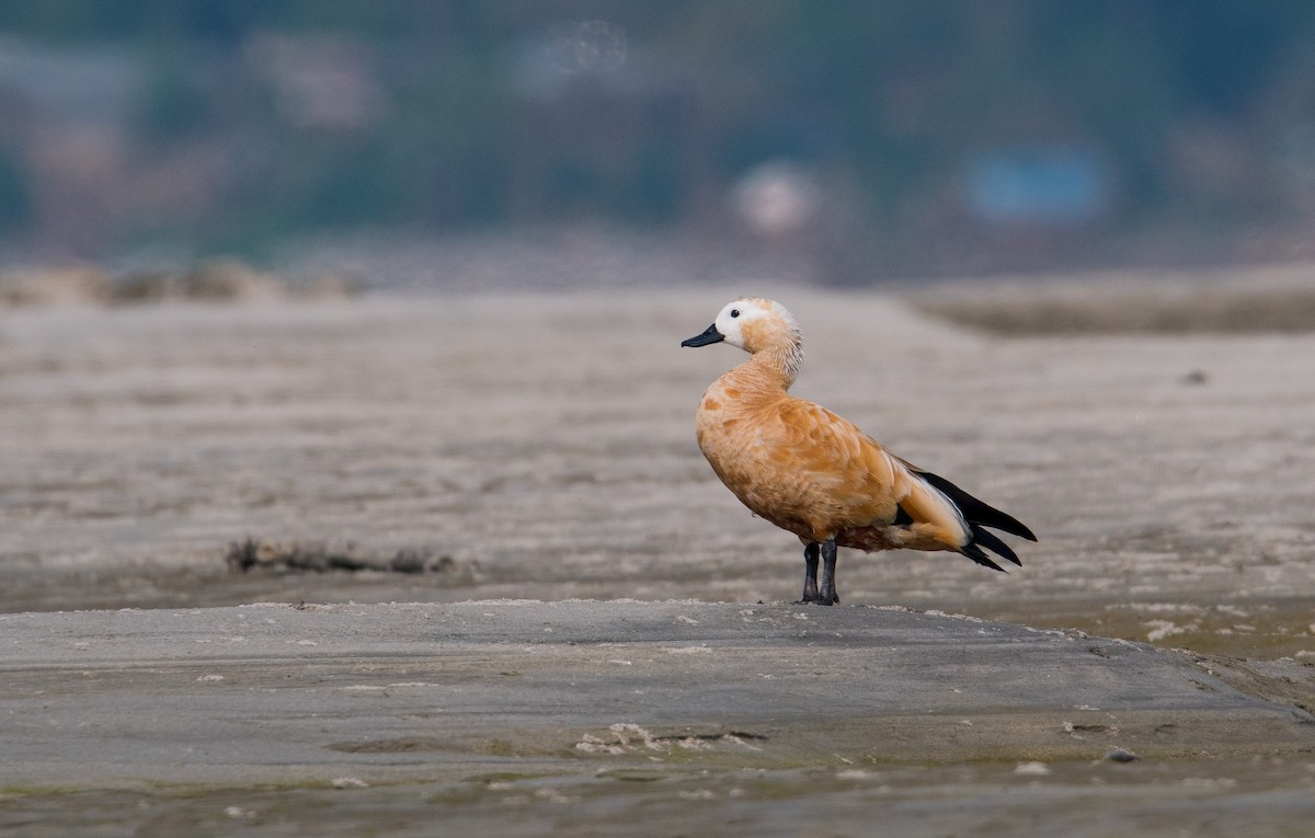 Ruddy Shelduck - ML646849844