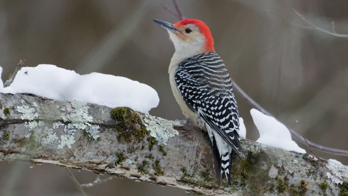 Red-bellied Woodpecker - ML646849845