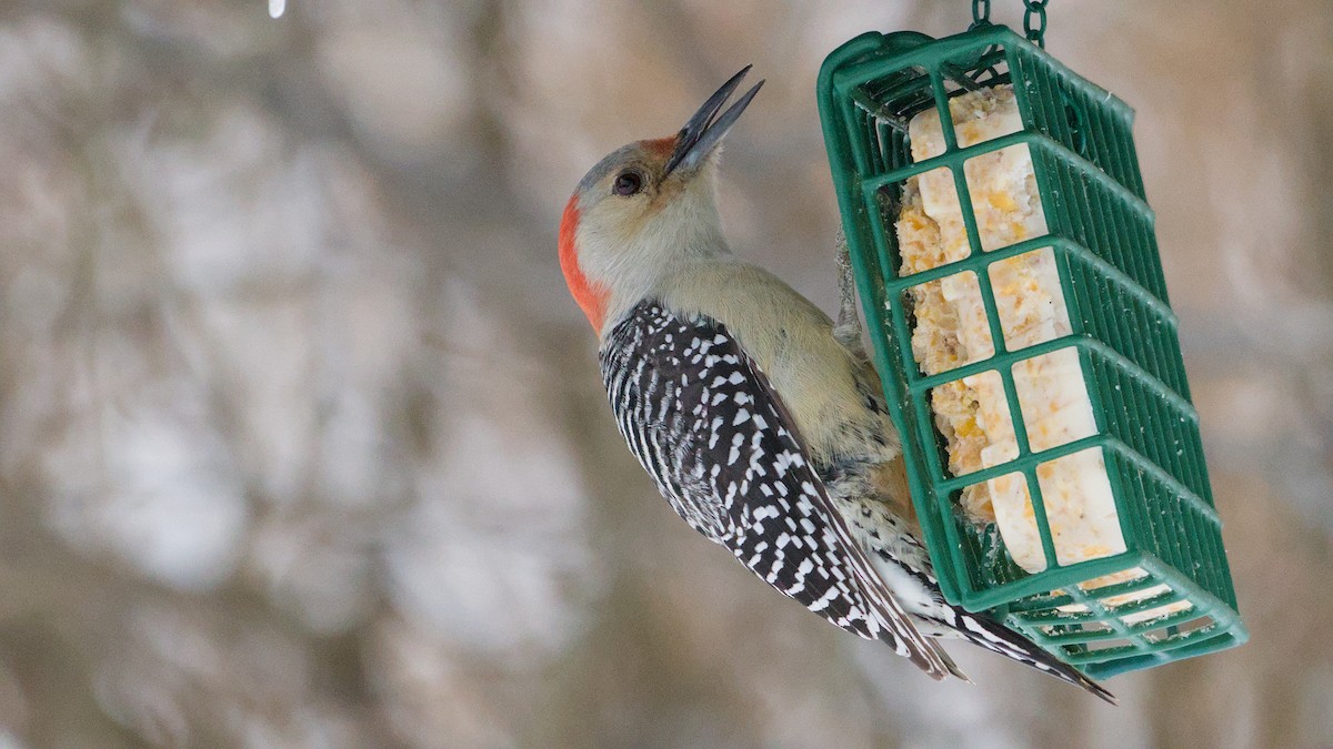 Red-bellied Woodpecker - ML646849846