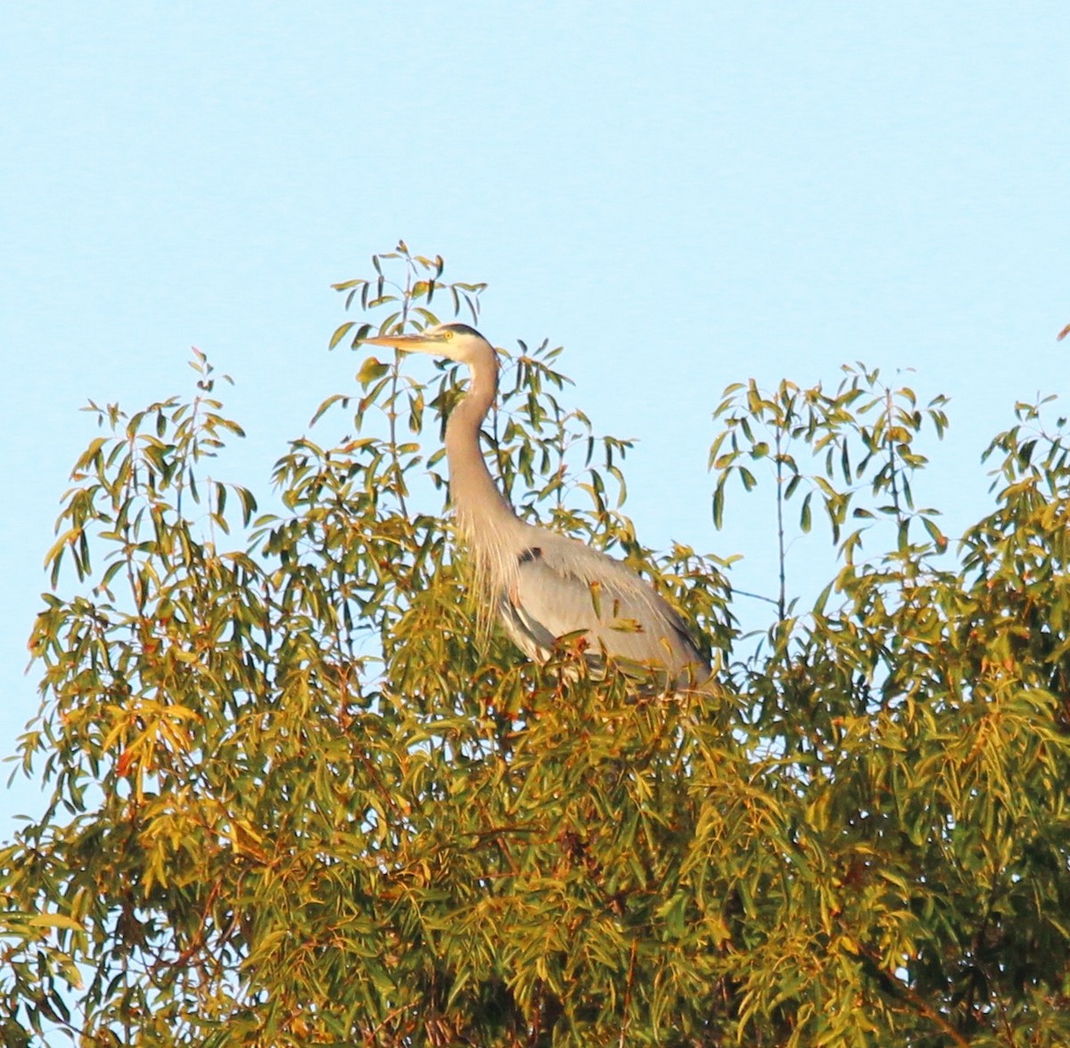 Чапля північна - ML646849848