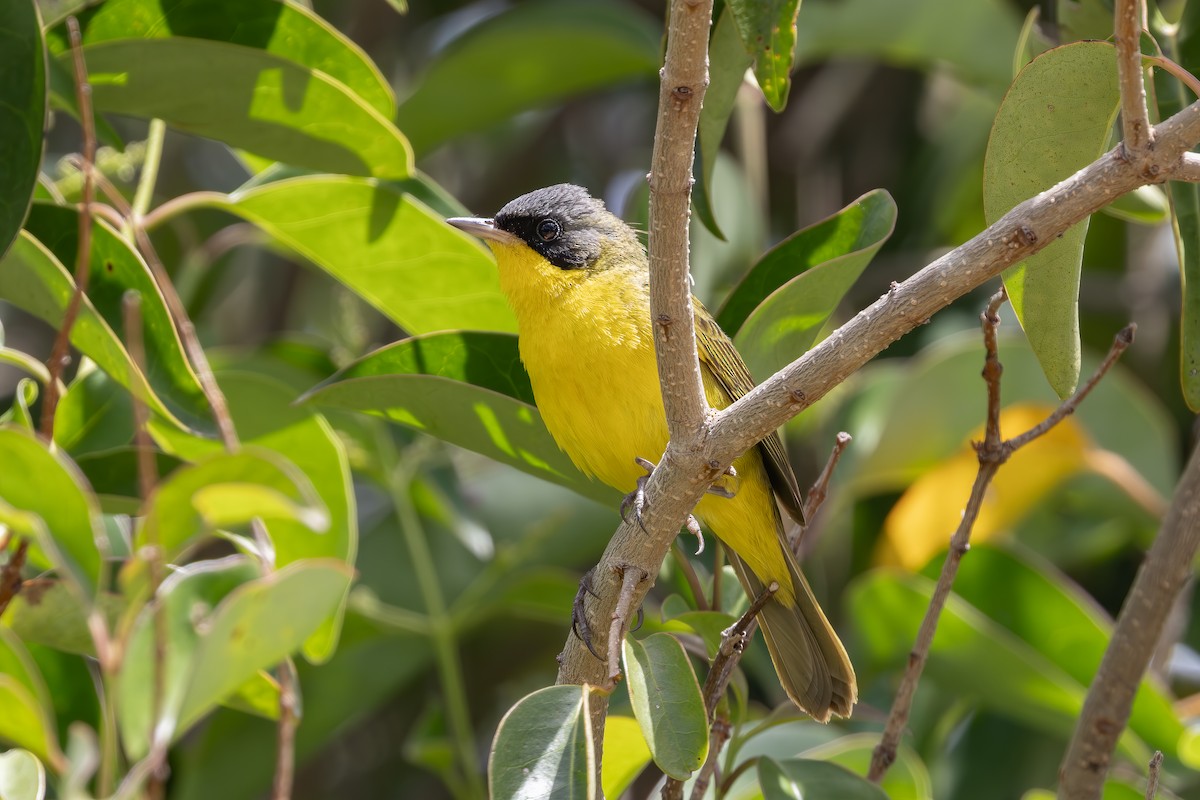 Brasiliengelbkehlchen - ML646849849