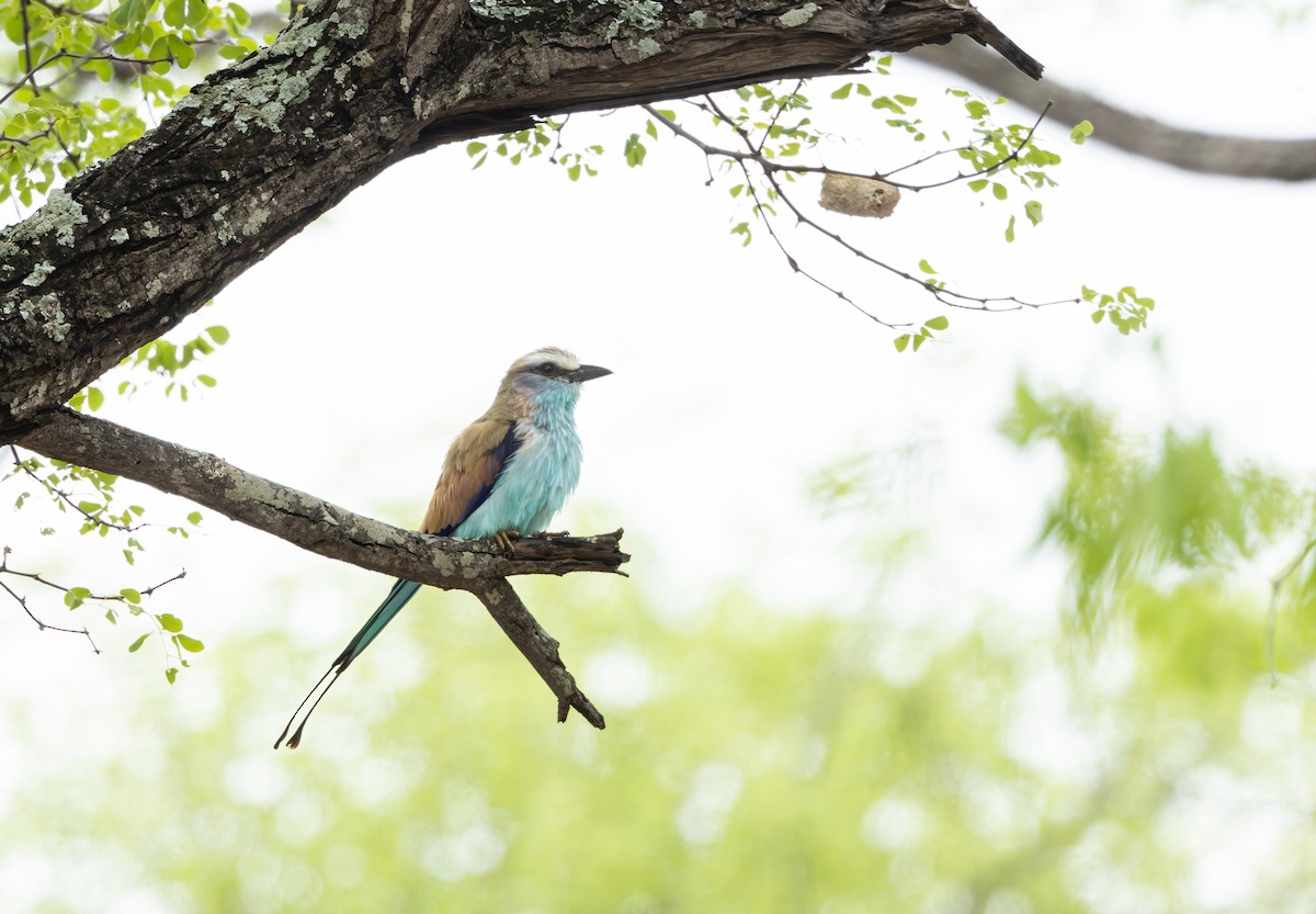 Racket-tailed Roller - ML646849850
