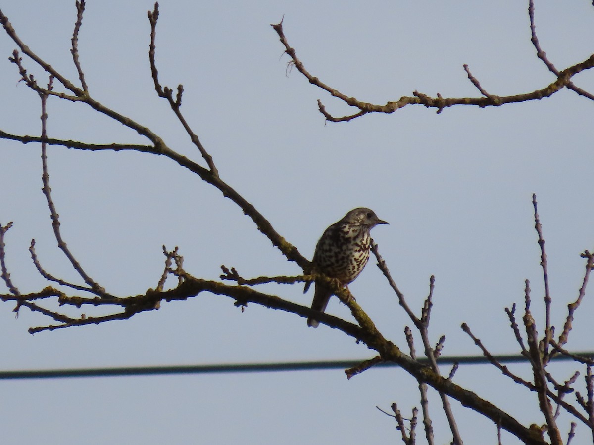 Mistle Thrush - ML646849851