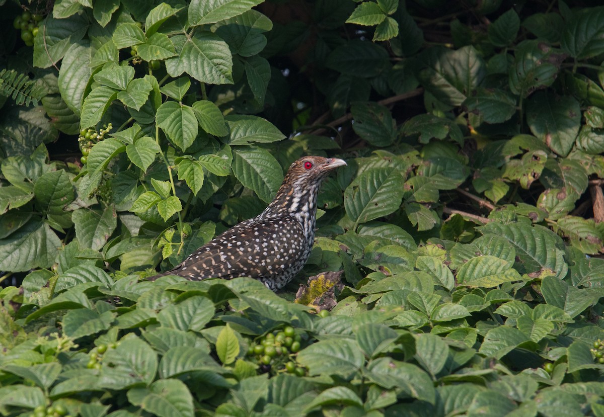 Asian Koel - ML646849855