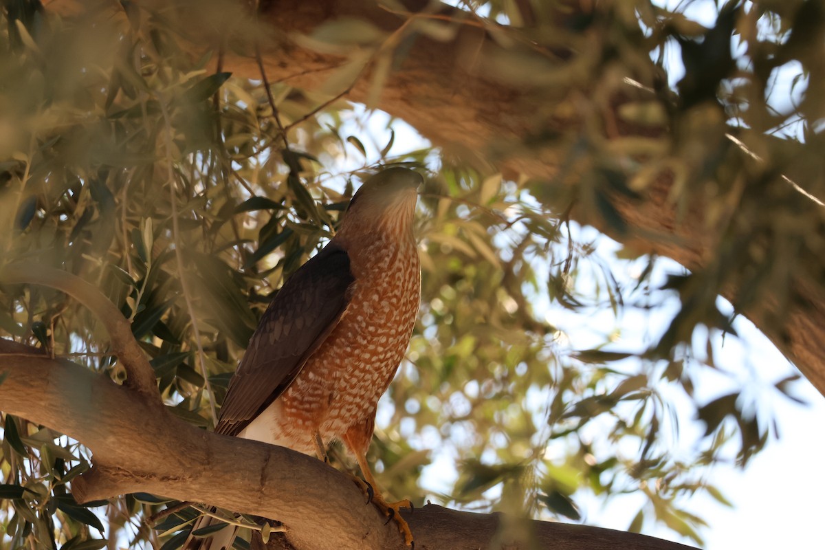 Cooper's Hawk - ML646849859