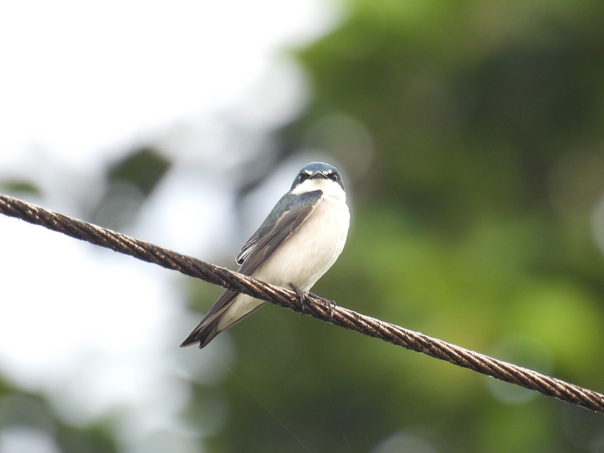 Mangroveschwalbe - ML646849861