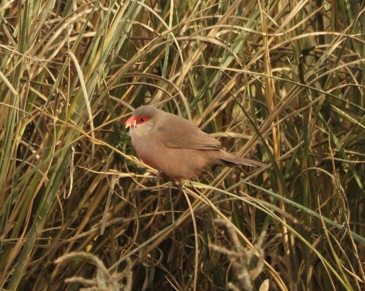 Common Waxbill - ML646849866