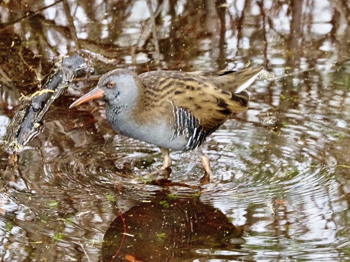 Wasserralle - ML646849867