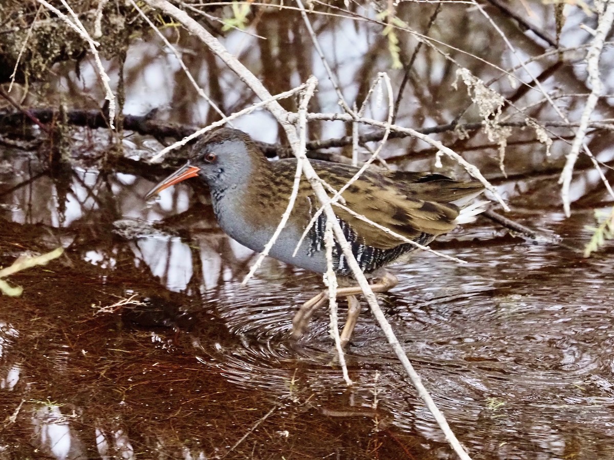 Wasserralle - ML646849868