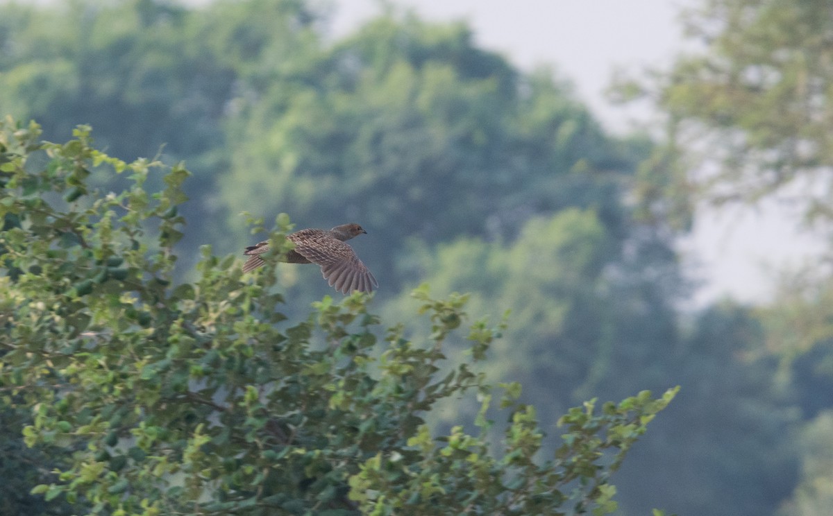 Gray Francolin - ML646849869