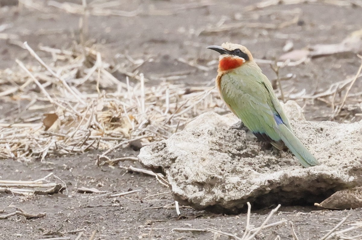White-fronted Bee-eater - ML646849872