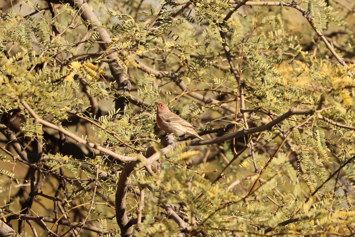 Burugorri arrunta - ML646849881