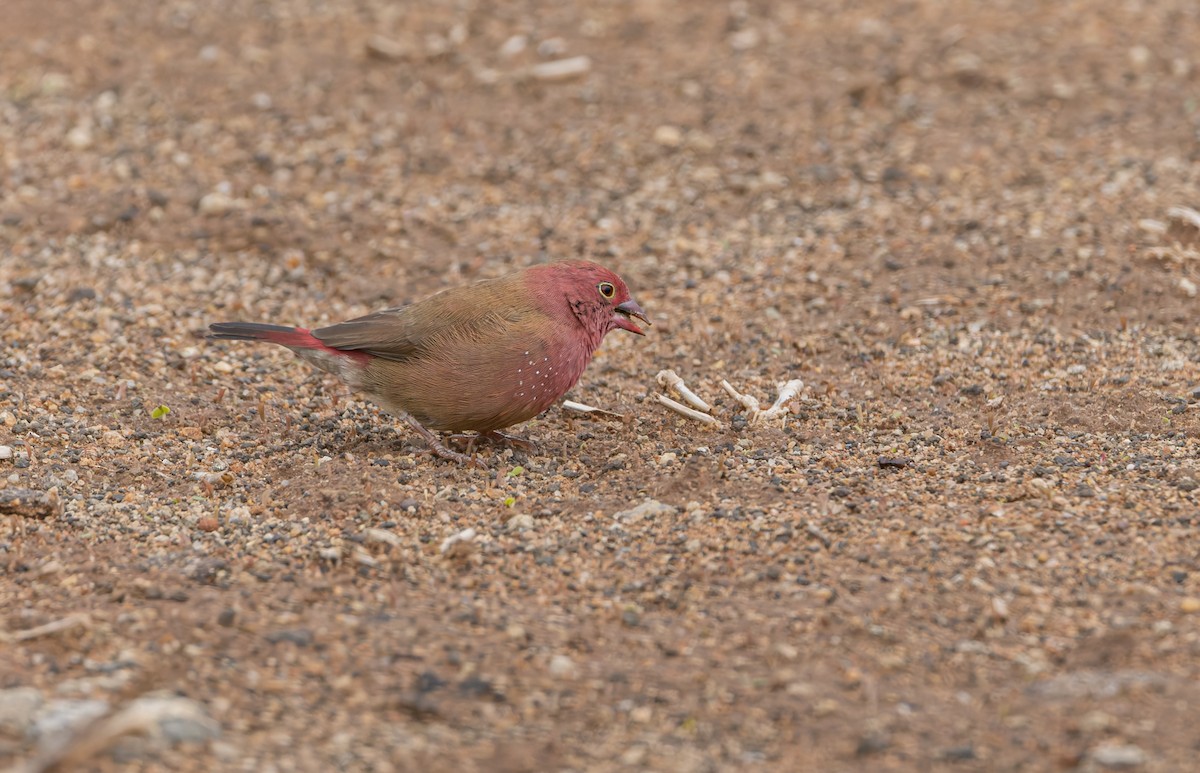 Red-billed Firefinch - ML646849882