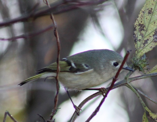 Rubingoldhähnchen - ML646849883