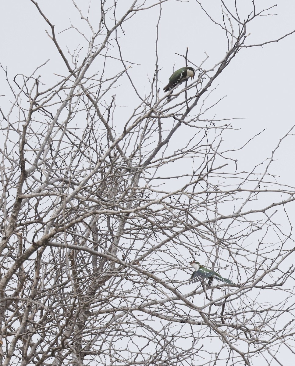 Dideric Cuckoo - ML646849888