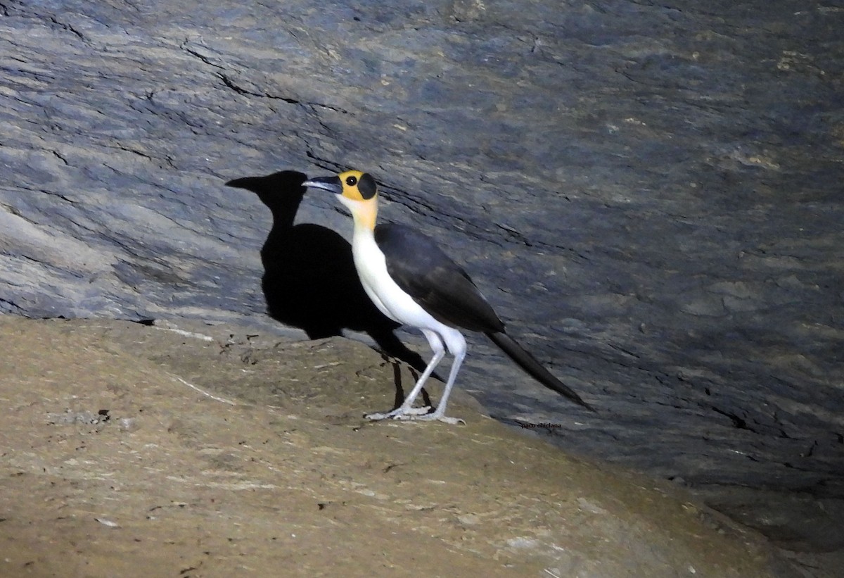 Gelbkopf-Felsenhüpfer - ML646849889