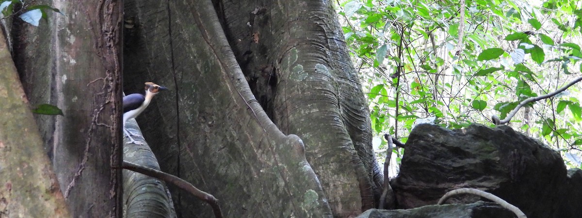 Gelbkopf-Felsenhüpfer - ML646849890