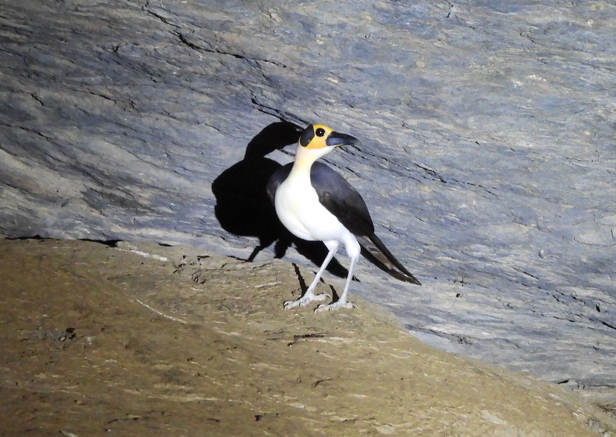 Gelbkopf-Felsenhüpfer - ML646849891