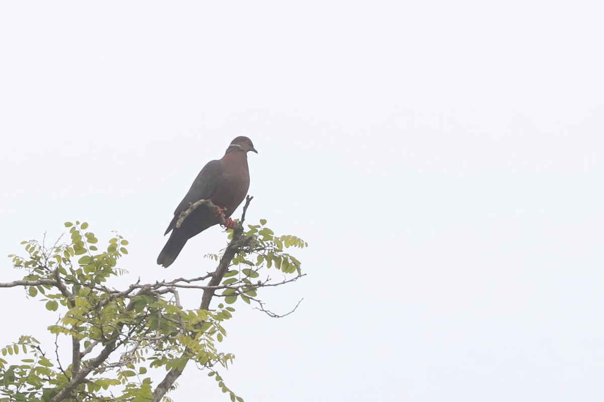 mapuchedue - ML646849895