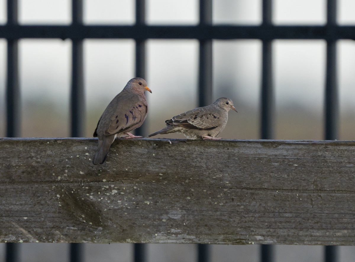 Common Ground Dove - ML646849899