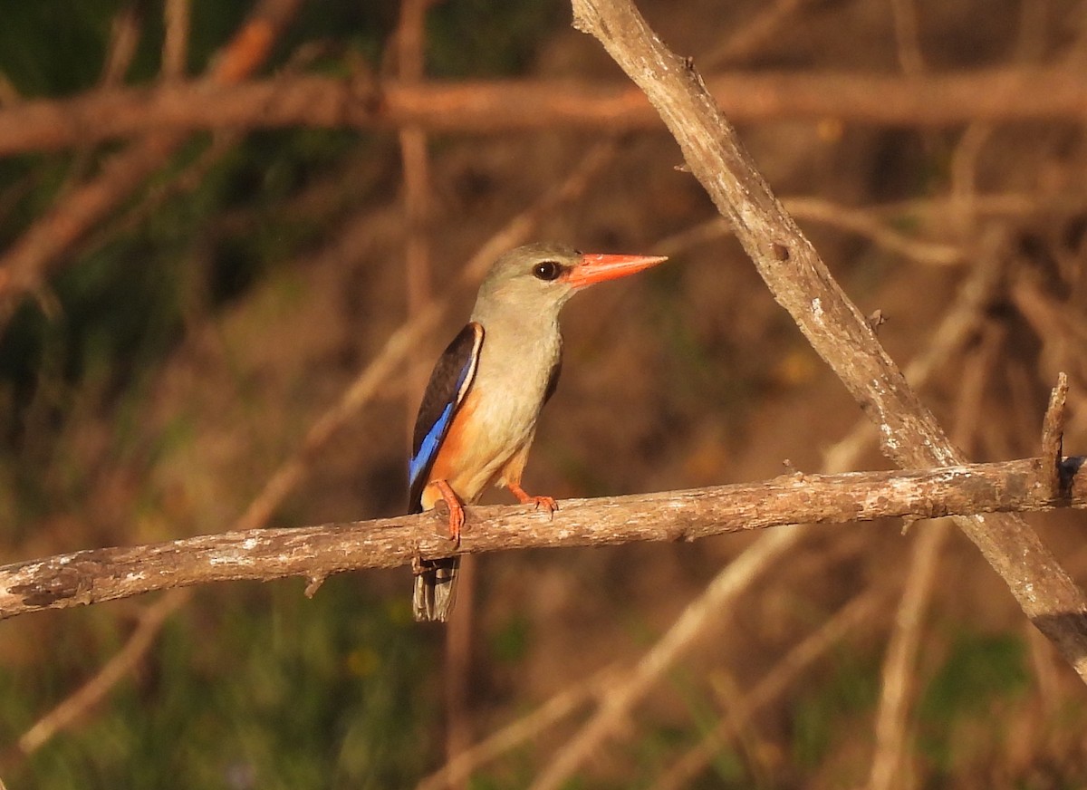 Alción Cabeciblanco - ML646849900