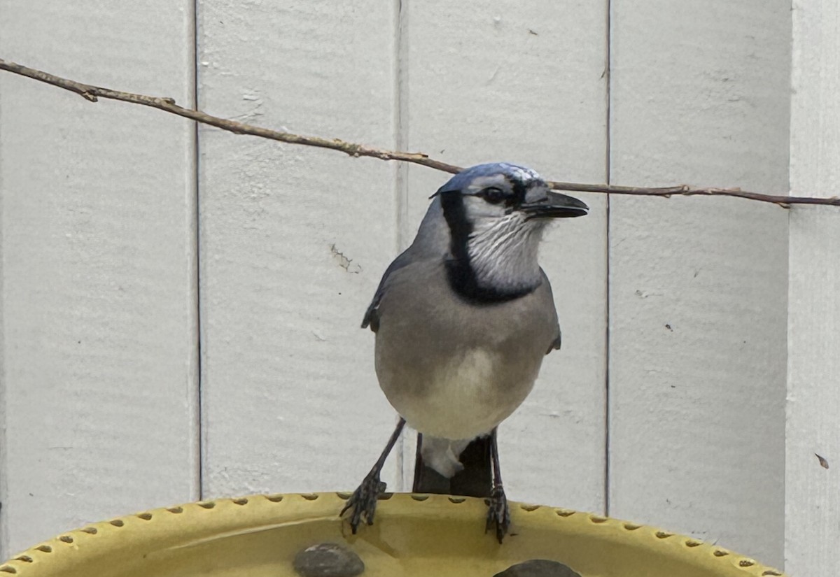 Mavi Karga - ML646849903