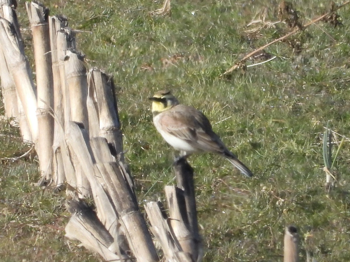 Horned Lark - ML646849905