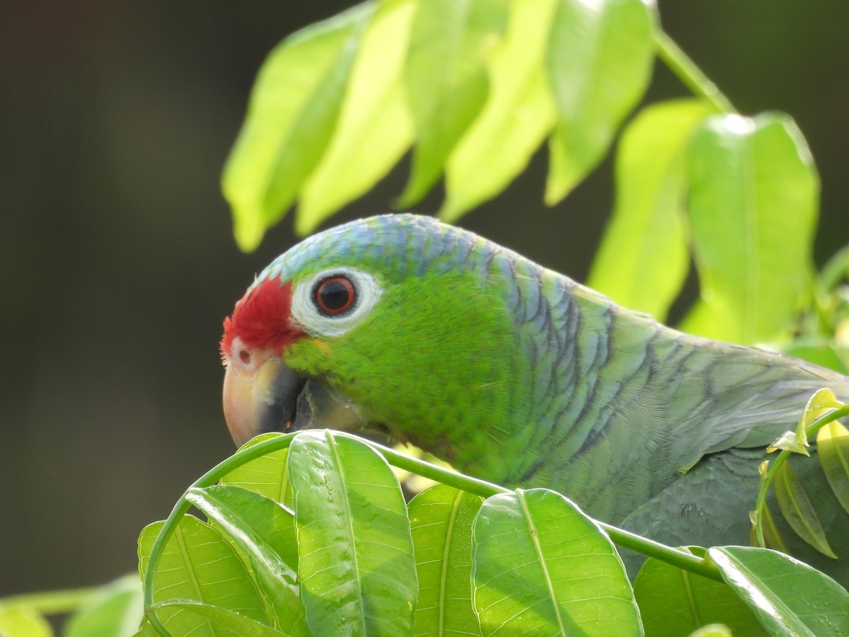 Rotstirnamazone - ML646849906