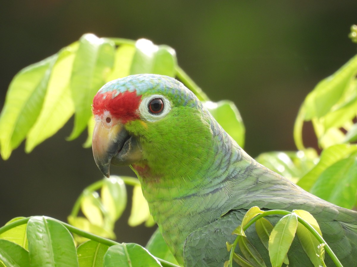 Rotstirnamazone - ML646849907