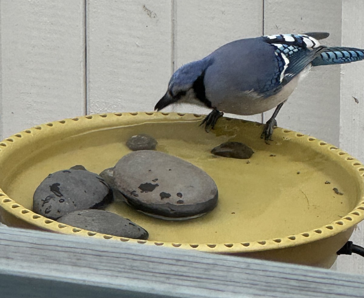 Mavi Karga - ML646849908