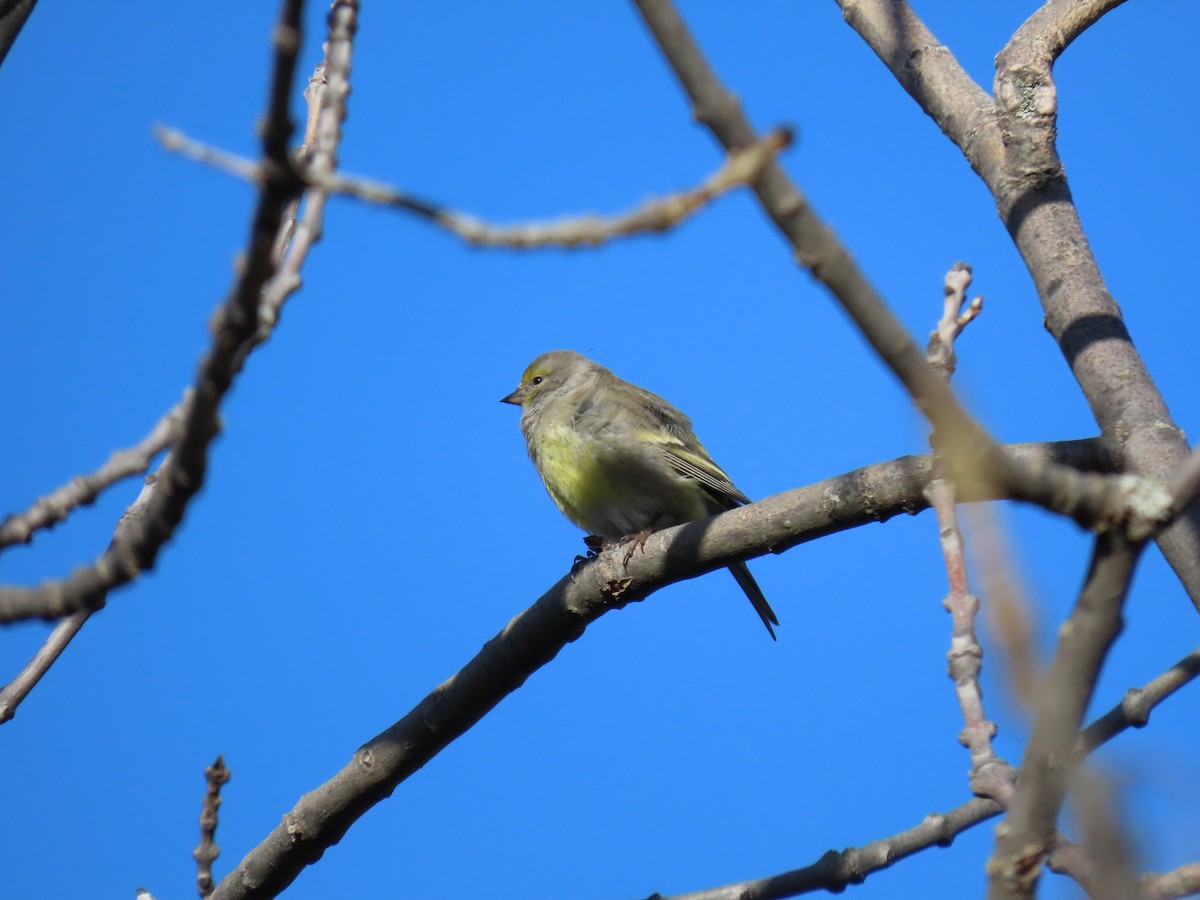 Citril Finch - ML646849909