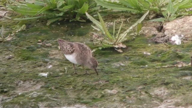 Белохвостый песочник - ML646849910